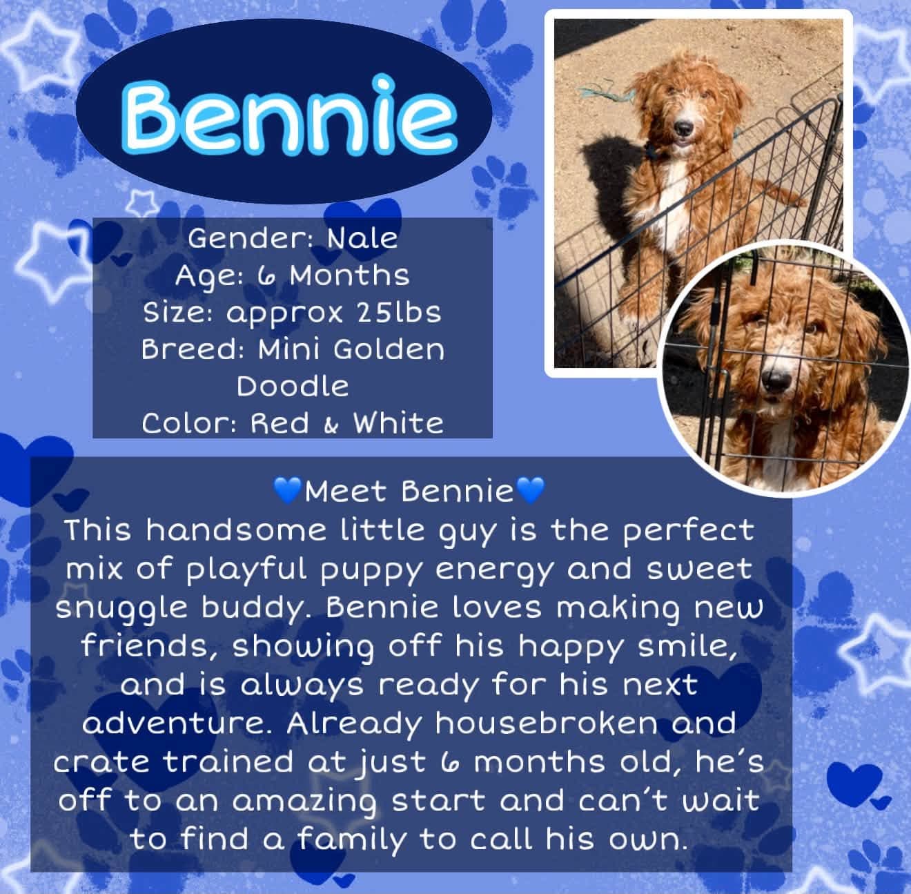 Bennie - Golden Retriever