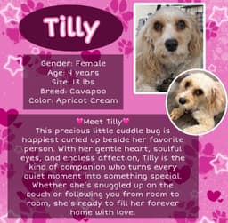 Tilly image 1