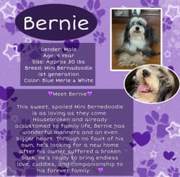 Bernie image 1