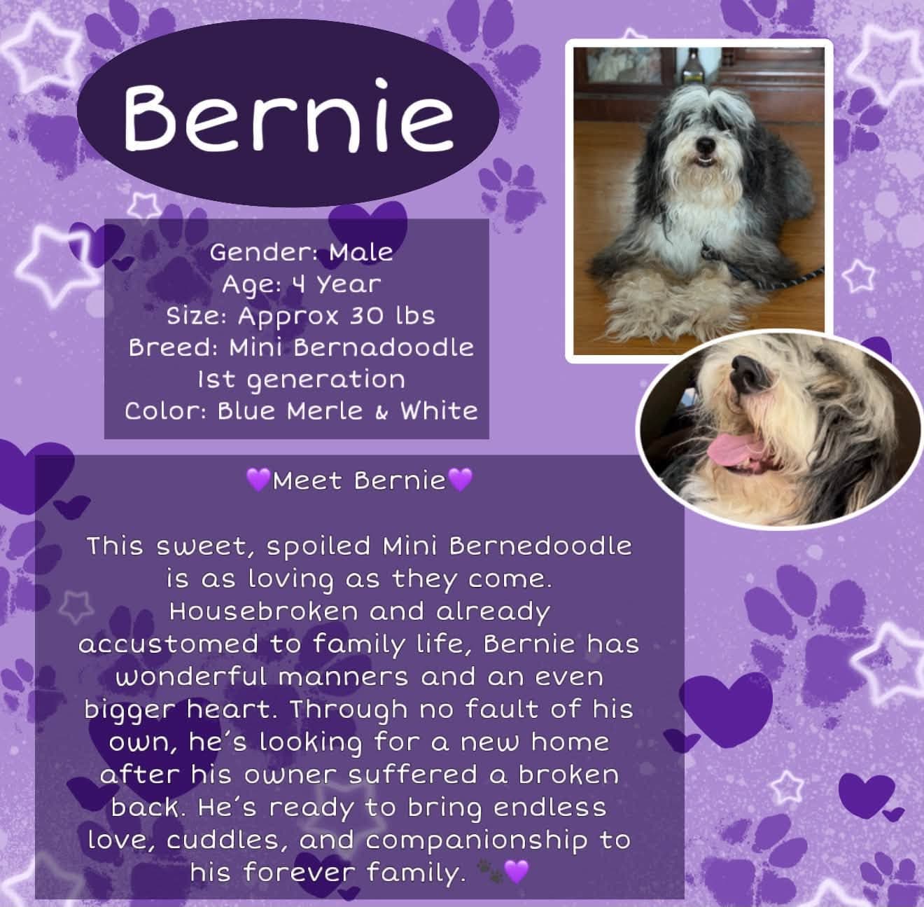 Bernie - Bernese Mountain Dog