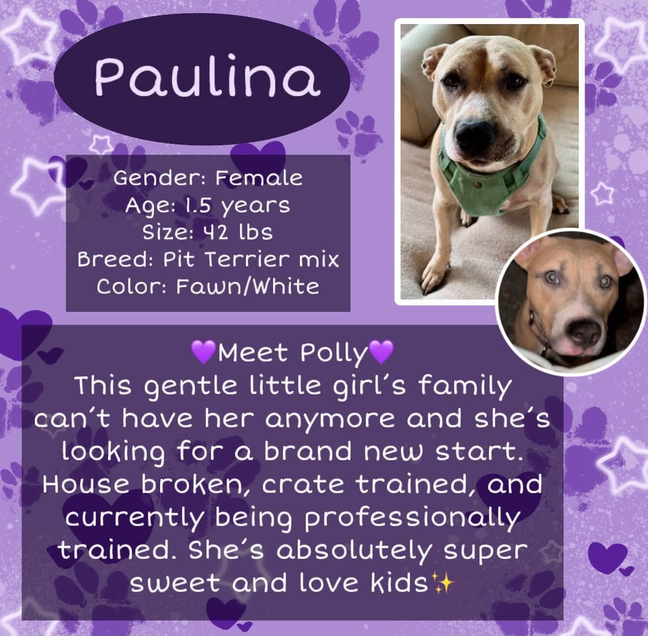Paulina - Pit Bull Terrier