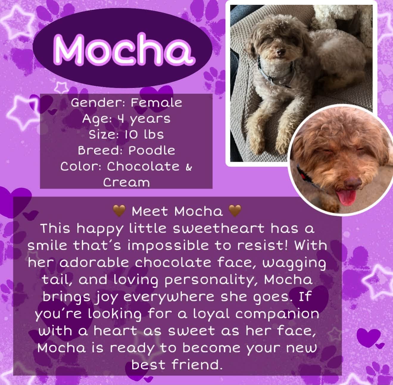 Mocha - Poodle (Miniature)