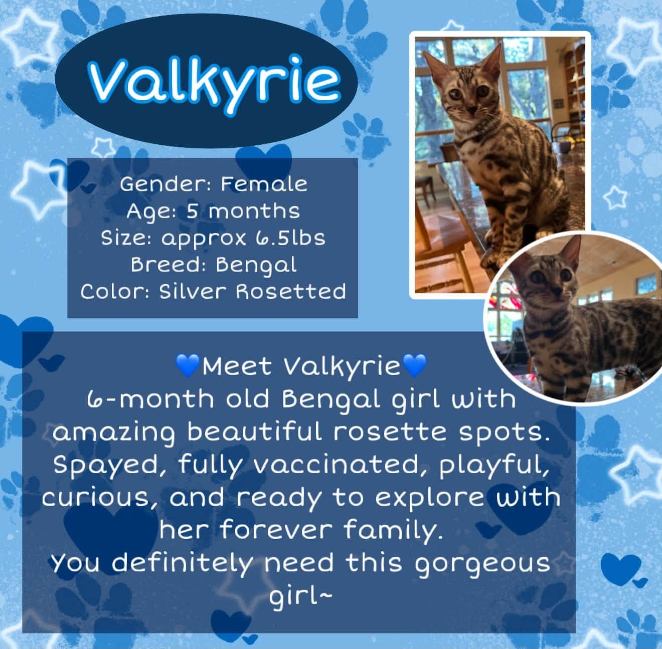 Valkyrie - Bengal