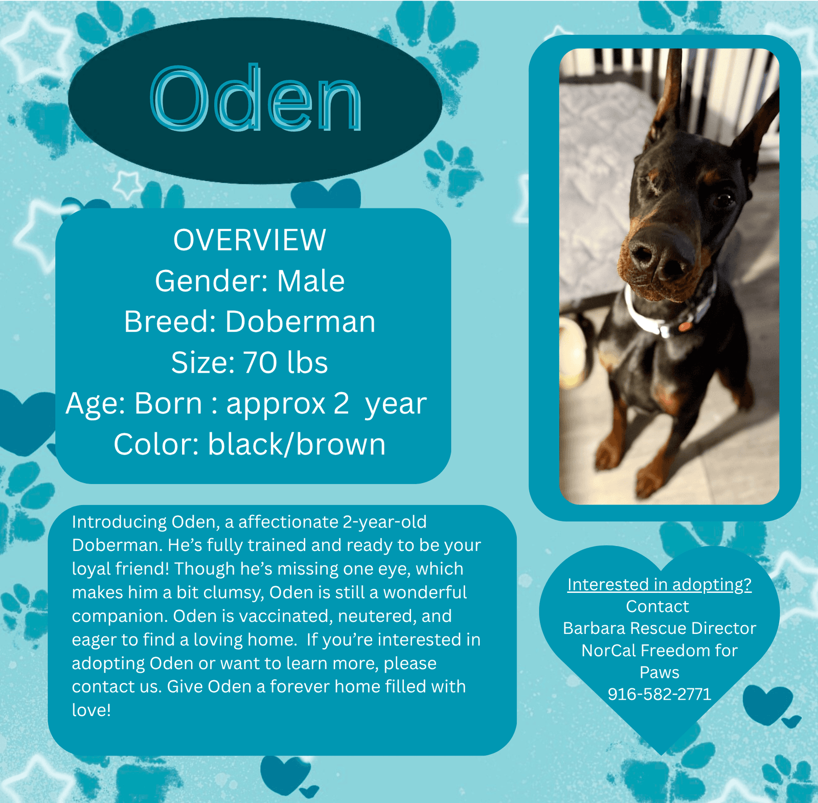 Oden - Doberman Pinscher