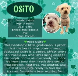 Osito image 1