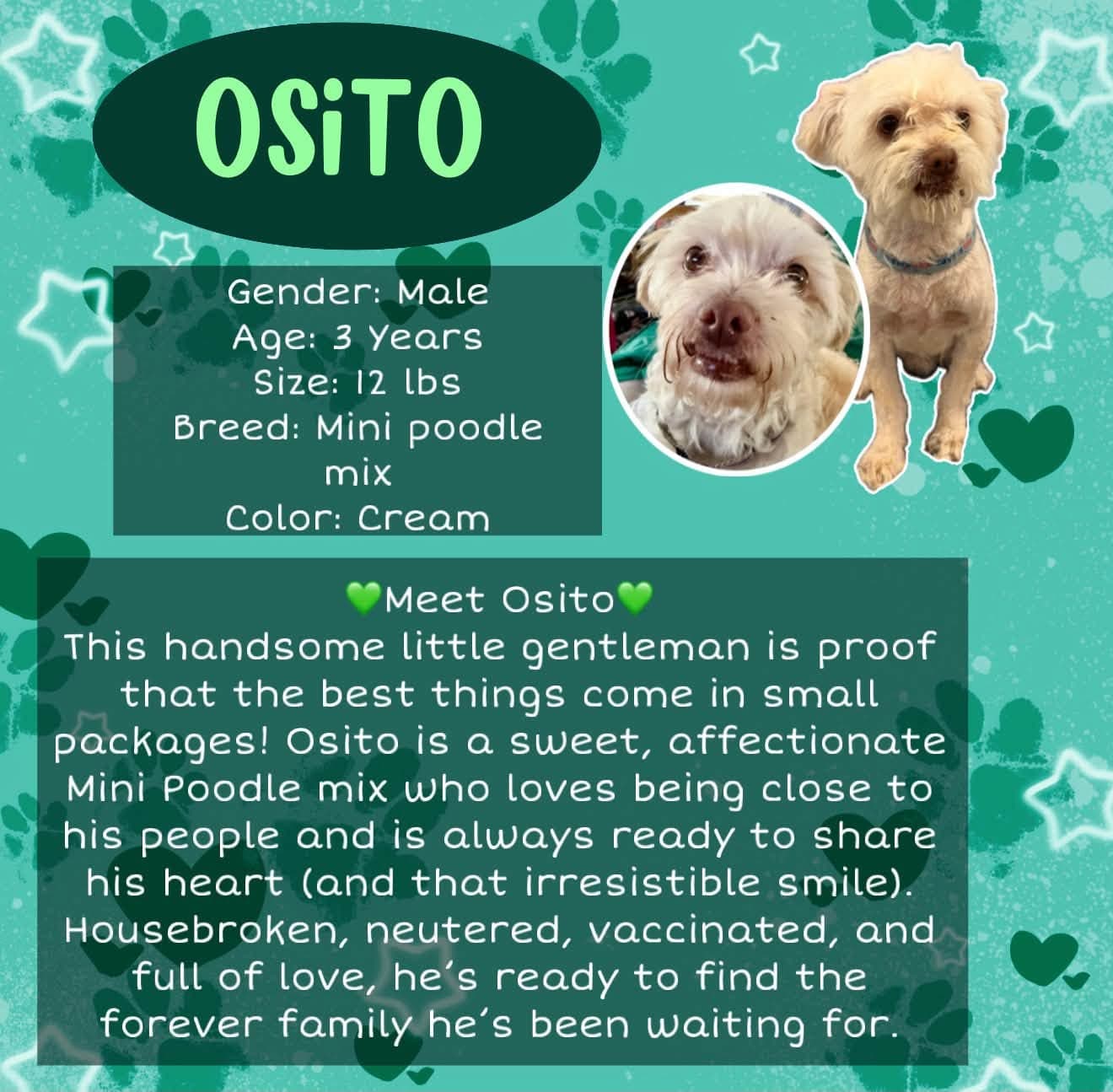 Osito - Poodle (Miniature)