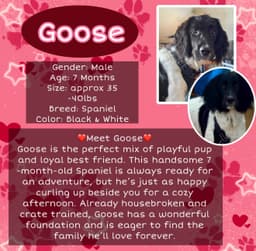 Goose image 1