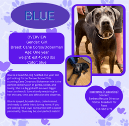 Blue image 1