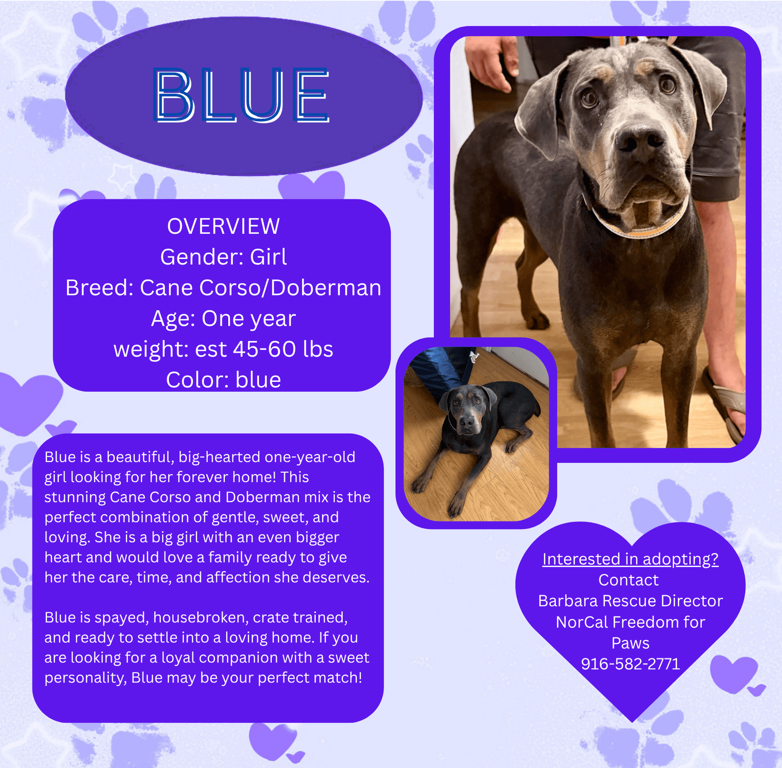 Blue - Cane Corso Mastiff