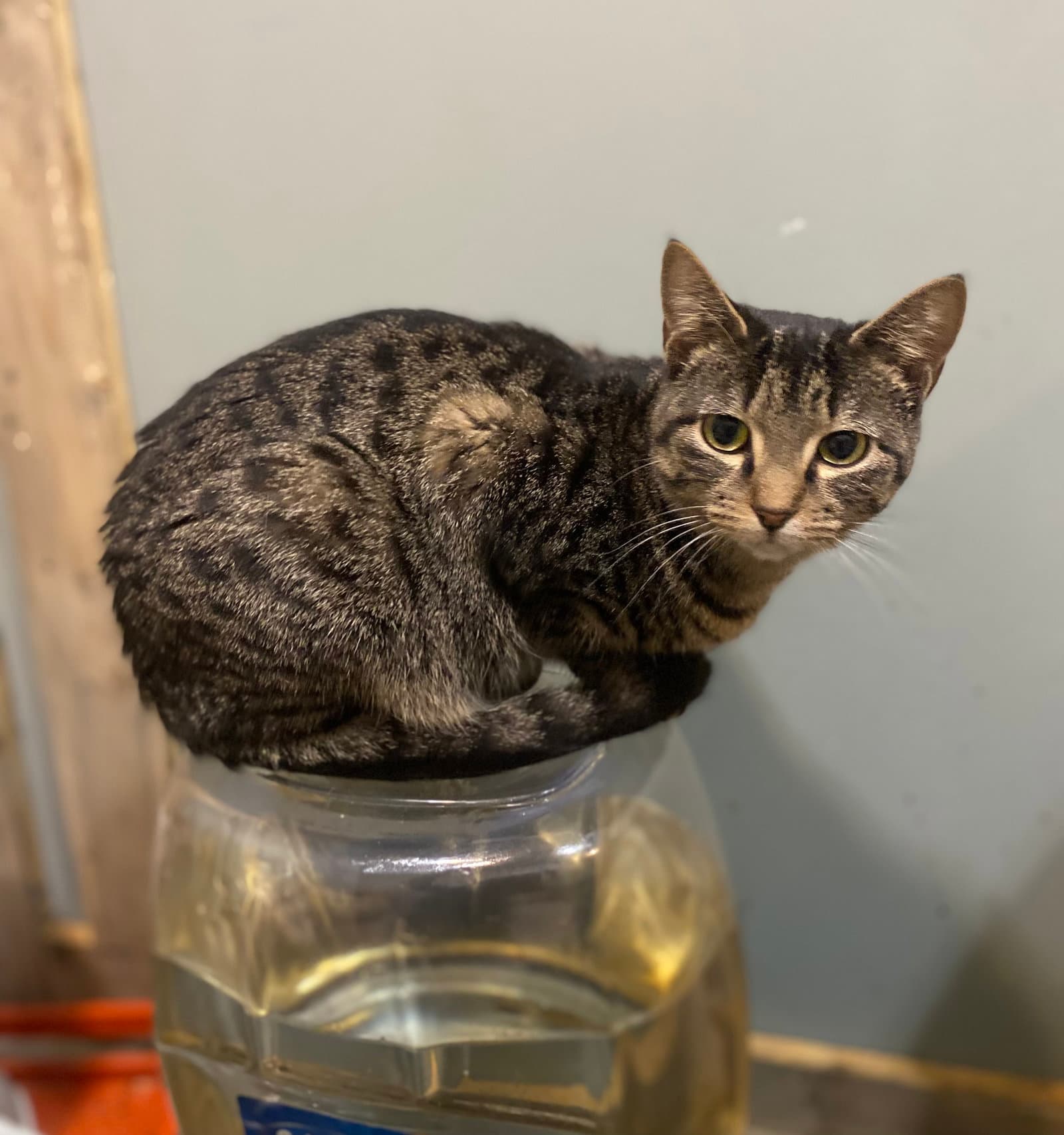 Meadow - American Shorthair