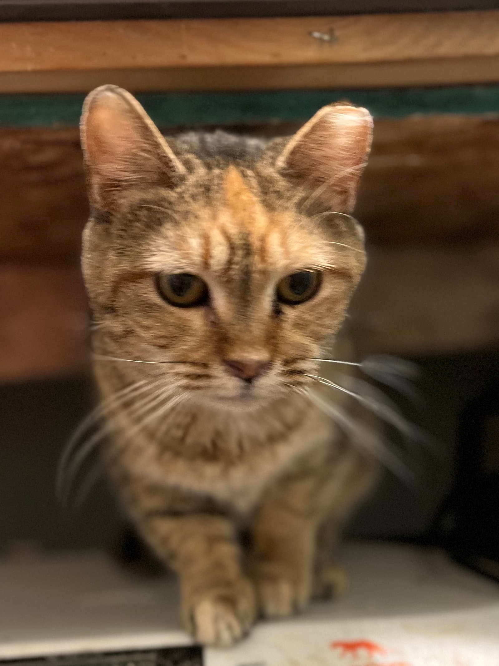 Primrose - Domestic Short Hair