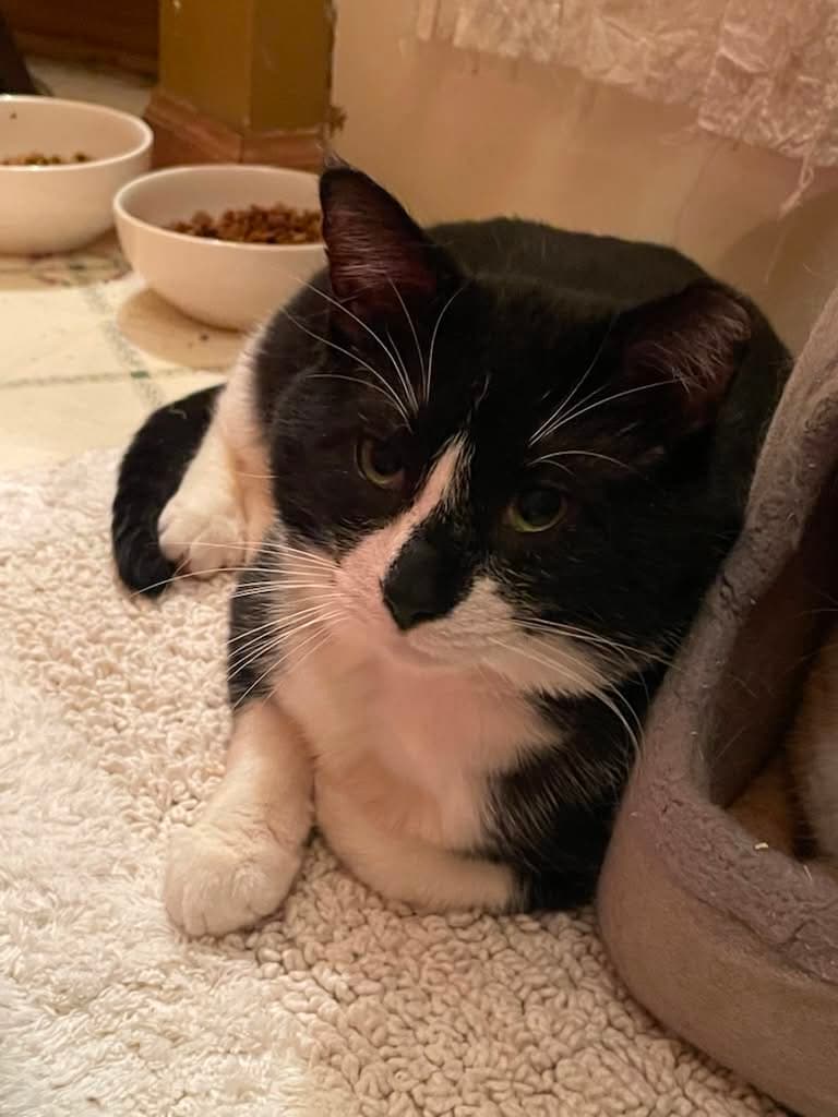 Sylvester - Domestic Short Hair