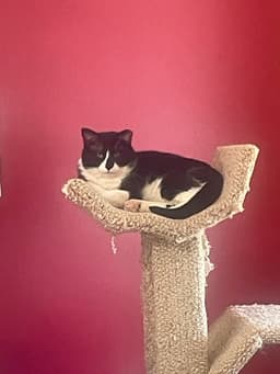 Sylvester image 2