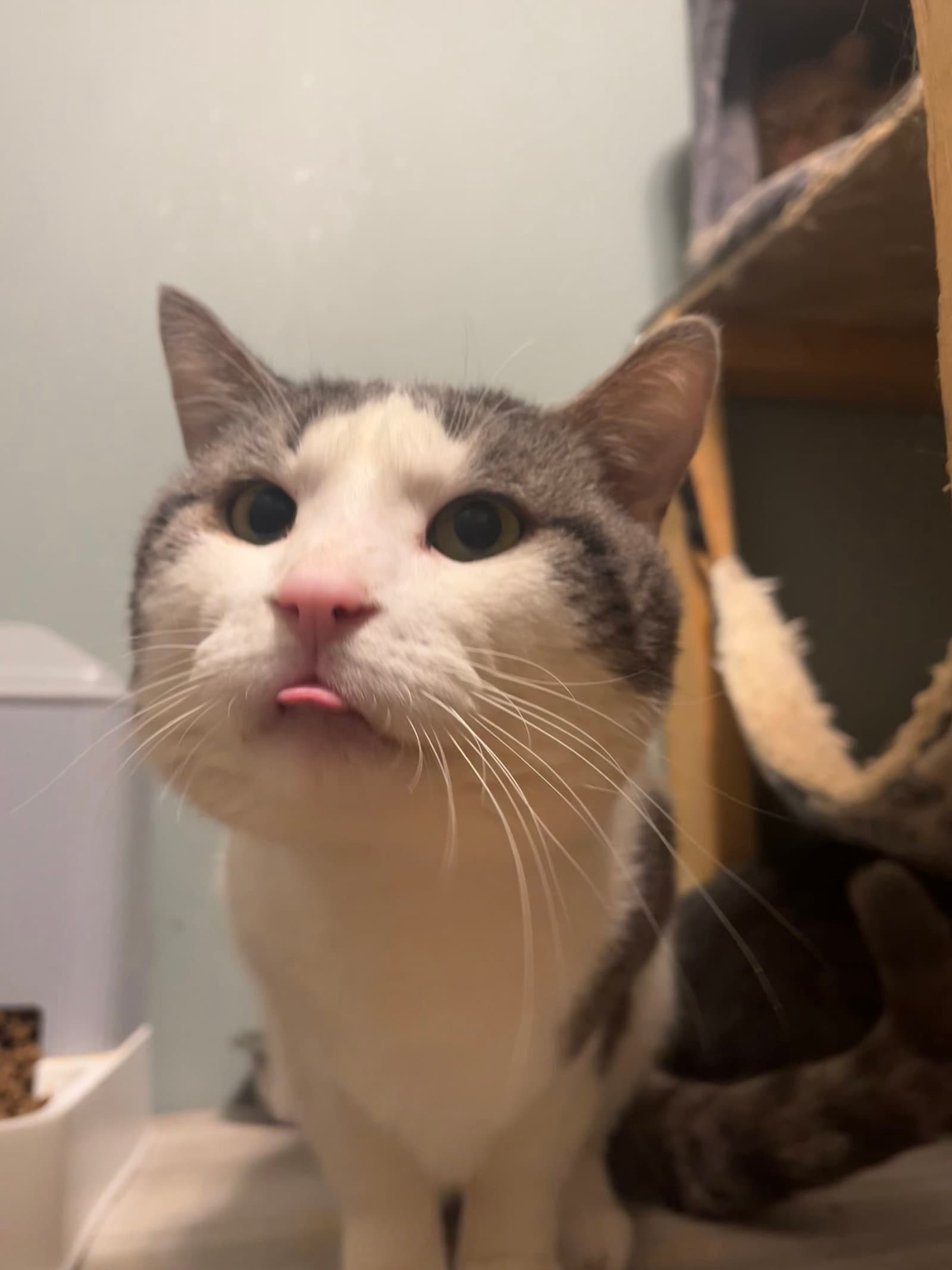 Calcifer - Domestic Short Hair