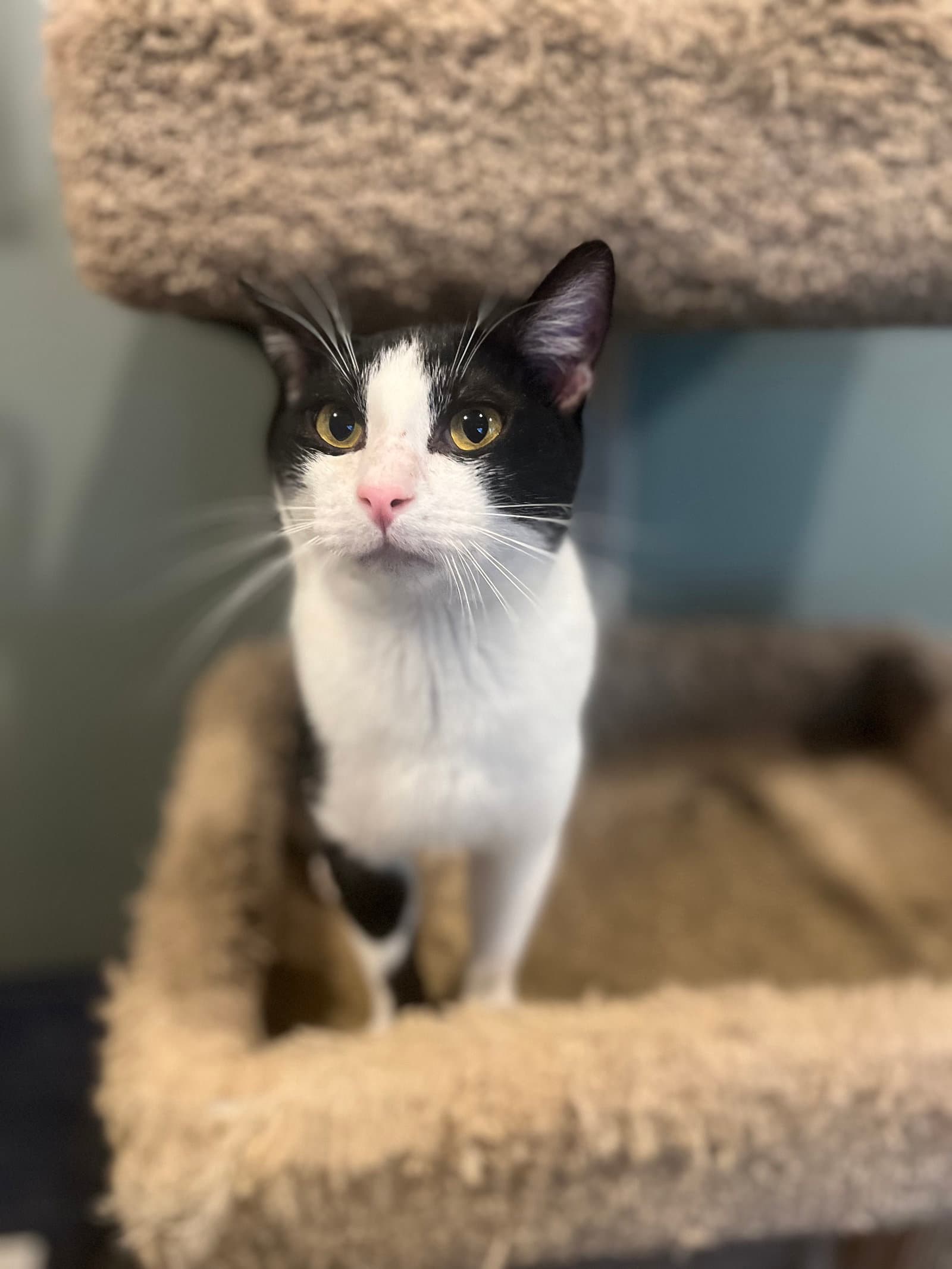 Rio - Domestic Short Hair