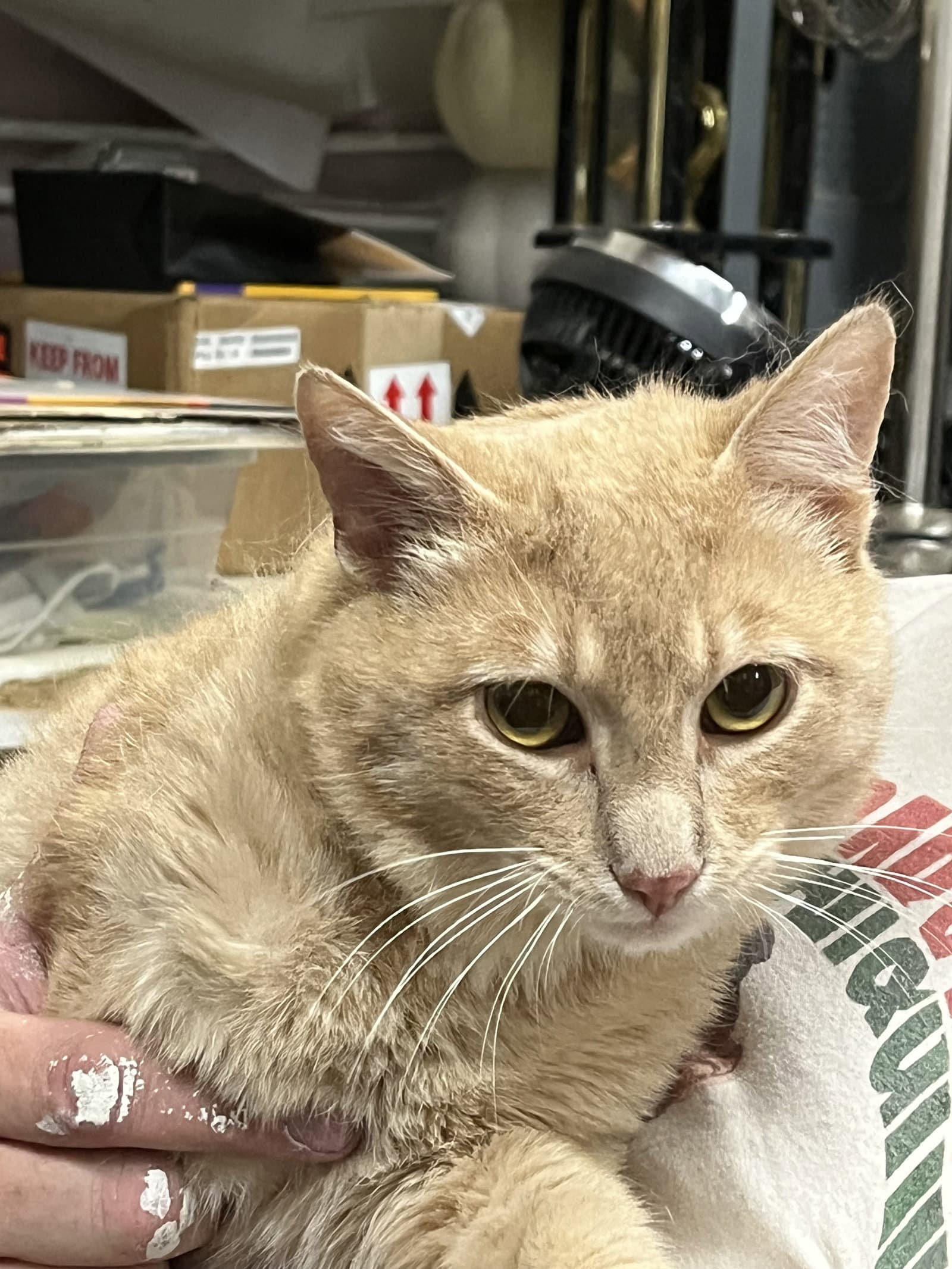Tigger - Domestic Short Hair