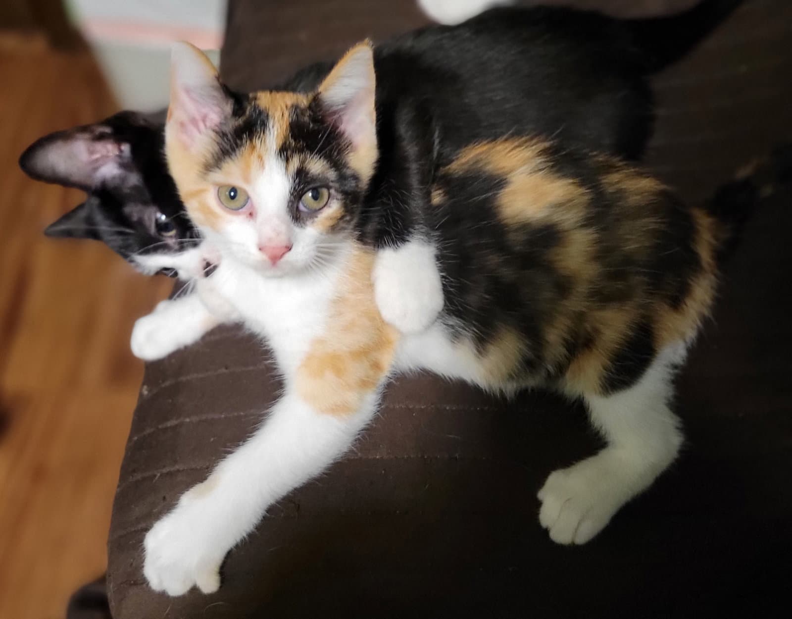 Autumn - Domestic Short Hair