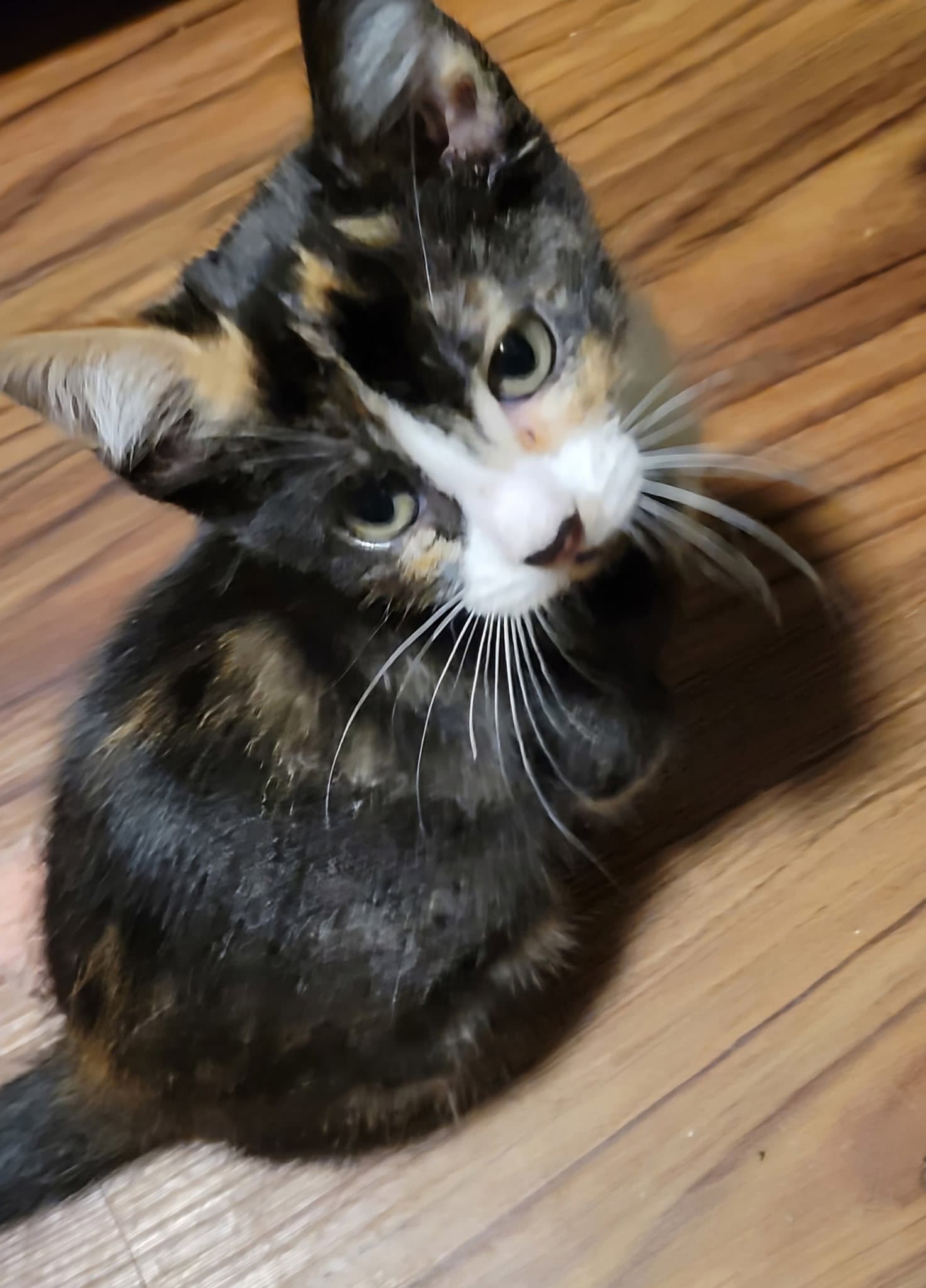 Twilight - Domestic Short Hair