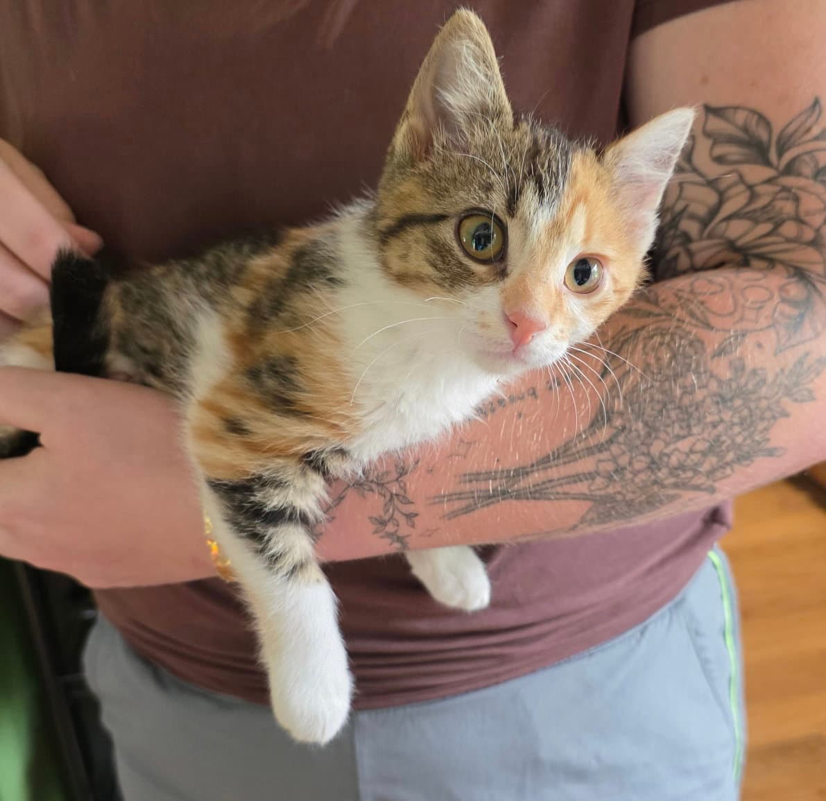 Charlotte - Calico