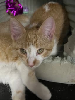 Harriet image 1