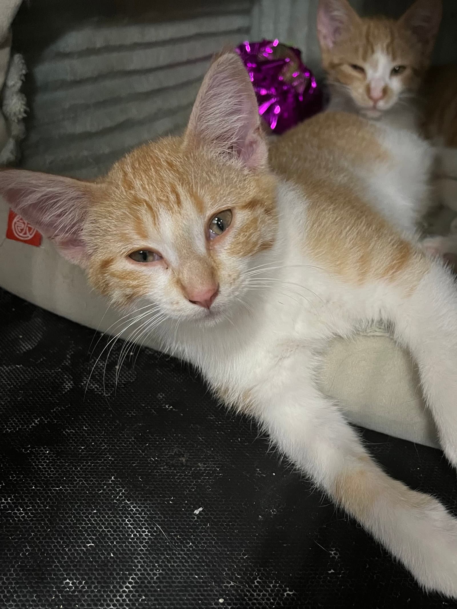 Spike - Domestic Short Hair