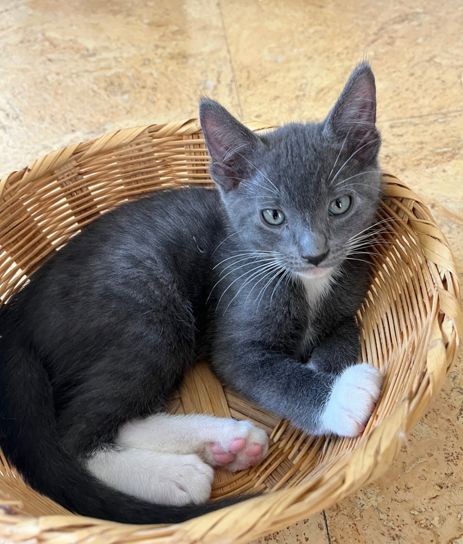 Boots - Domestic Short Hair
