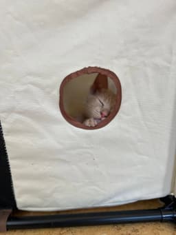 Dobby image 1
