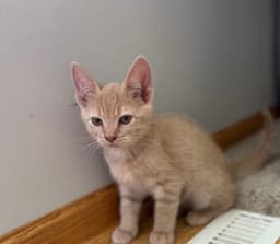 Dobby image 2