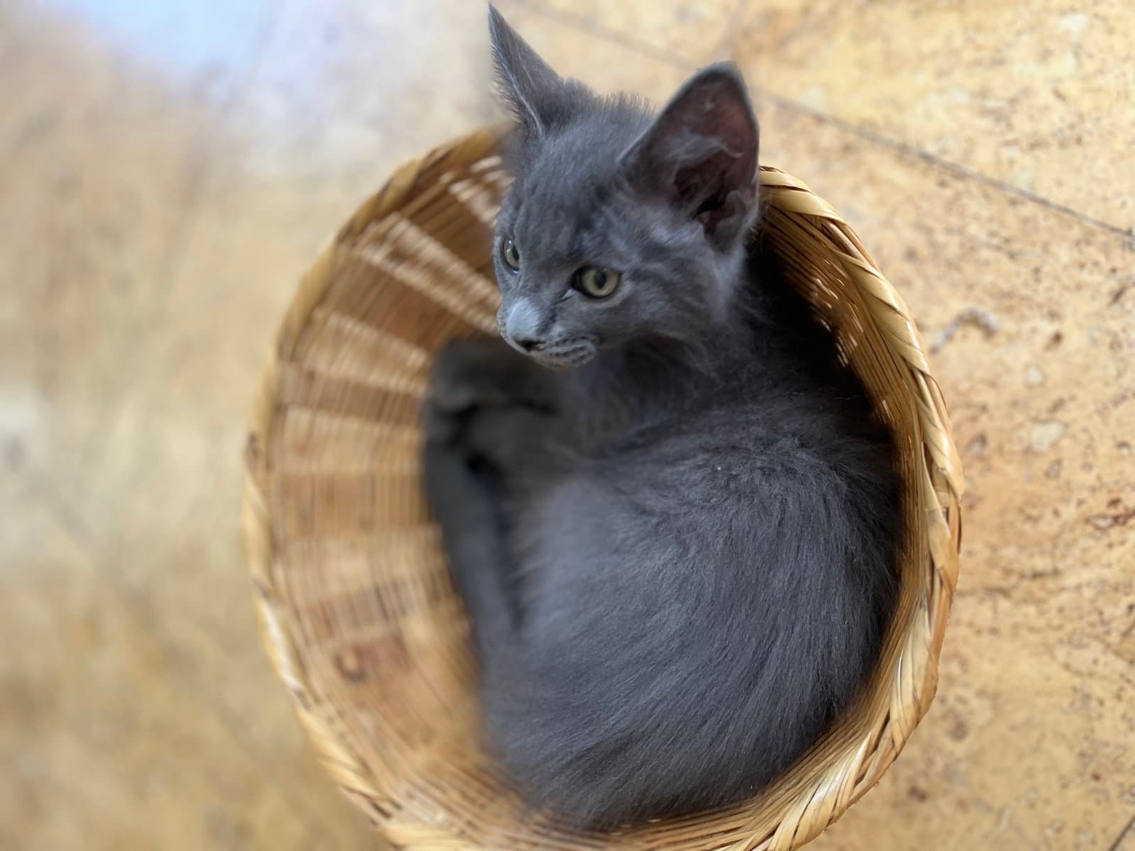 Cyrus - Domestic Medium Hair
