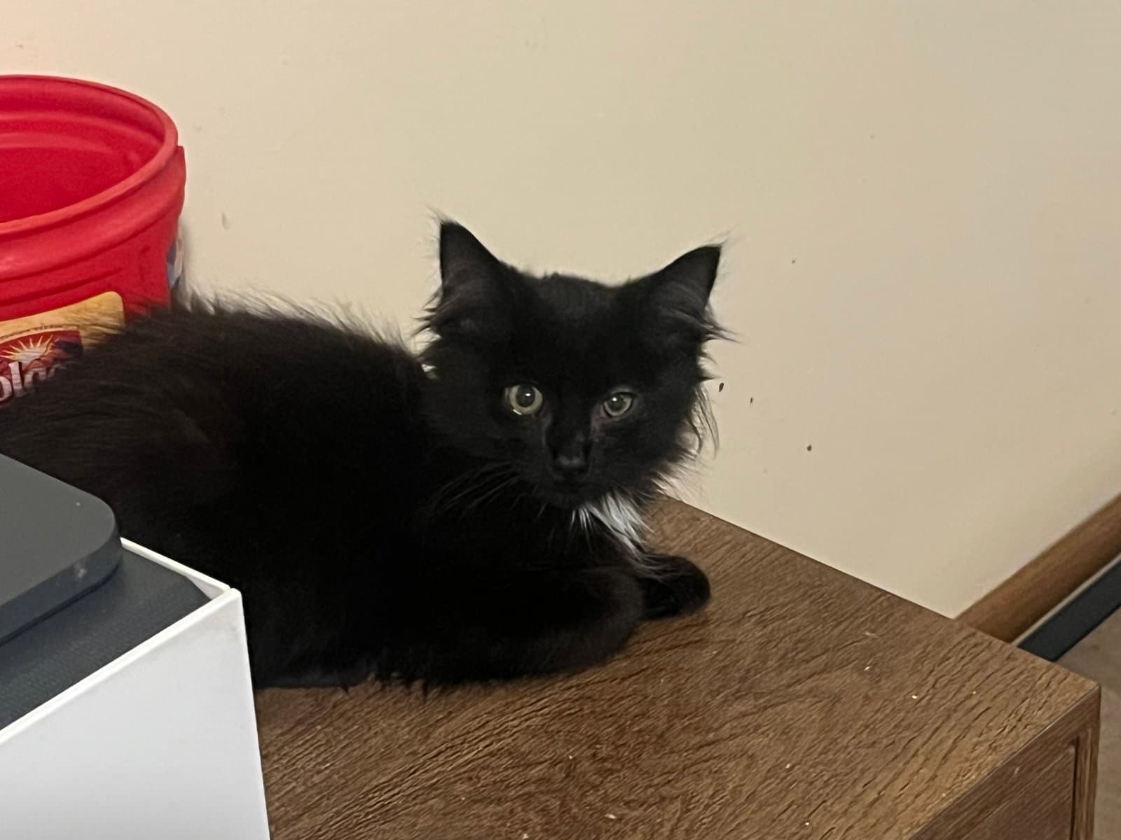 Azul - Domestic Long Hair
