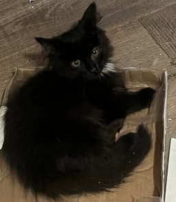 Azul image 2