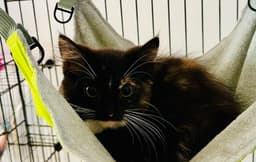Esme image 2