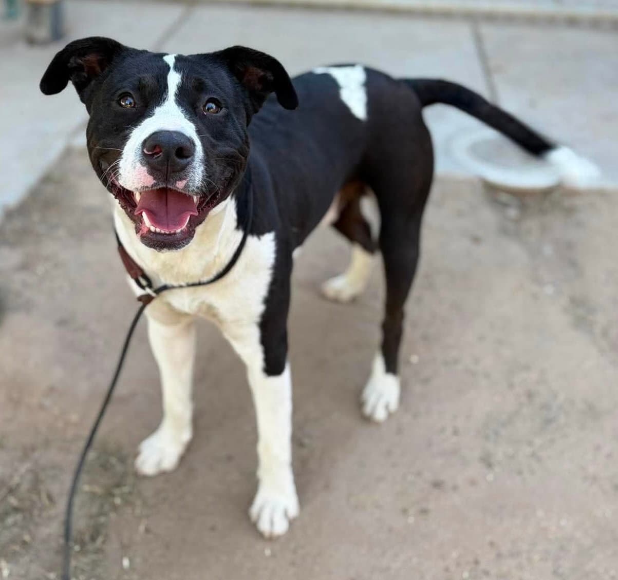Magnum - American Staffordshire Terrier
