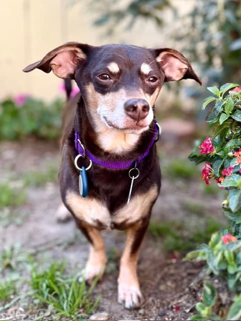 Nugget - Miniature Pinscher
