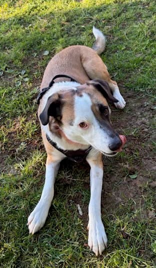 Cricket - Labrador Retriever
