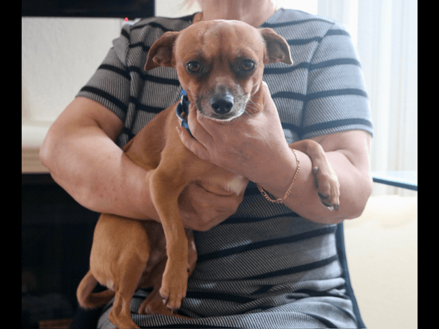 Chico - Chihuahua
