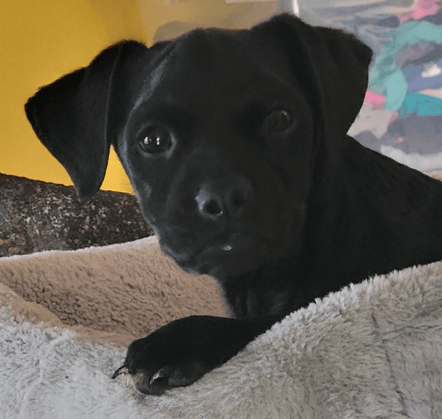 Pablo - French Bulldog