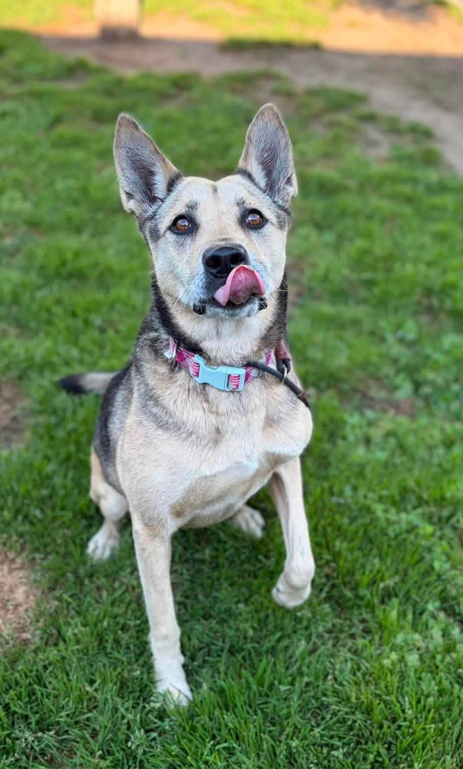 Luna - German Shepherd Dog