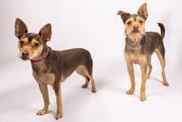 Cosmo And Minnie Bonded Pair image 1