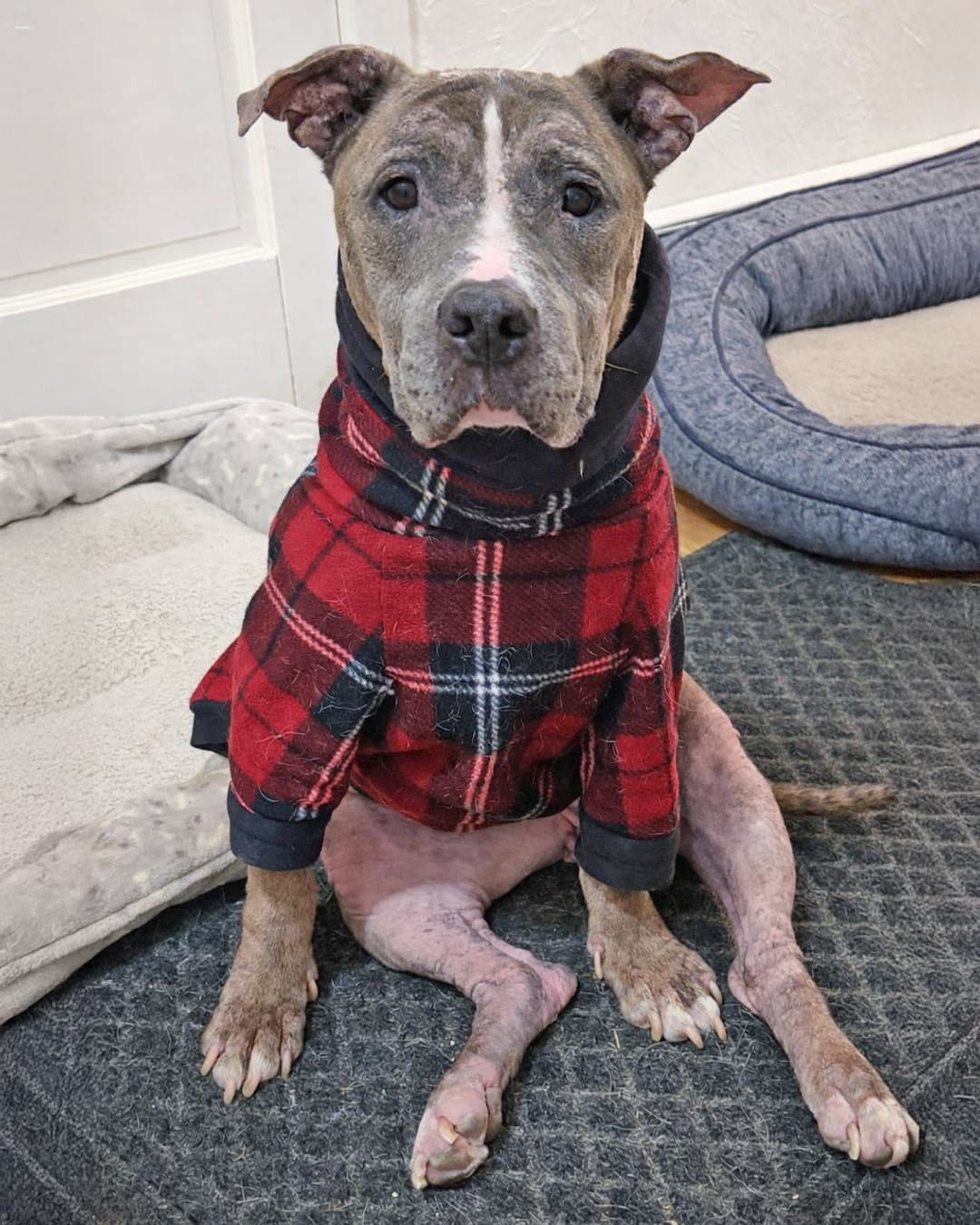 Penny - American Pit Bull Terrier