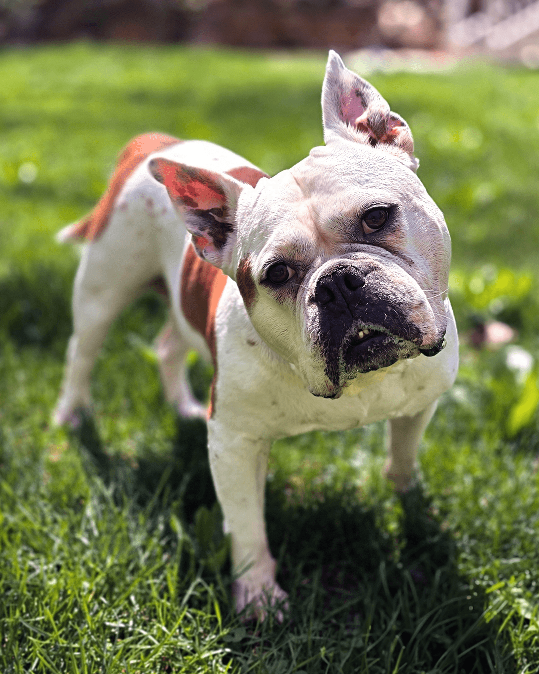 Brenda From Accounting - Bulldog