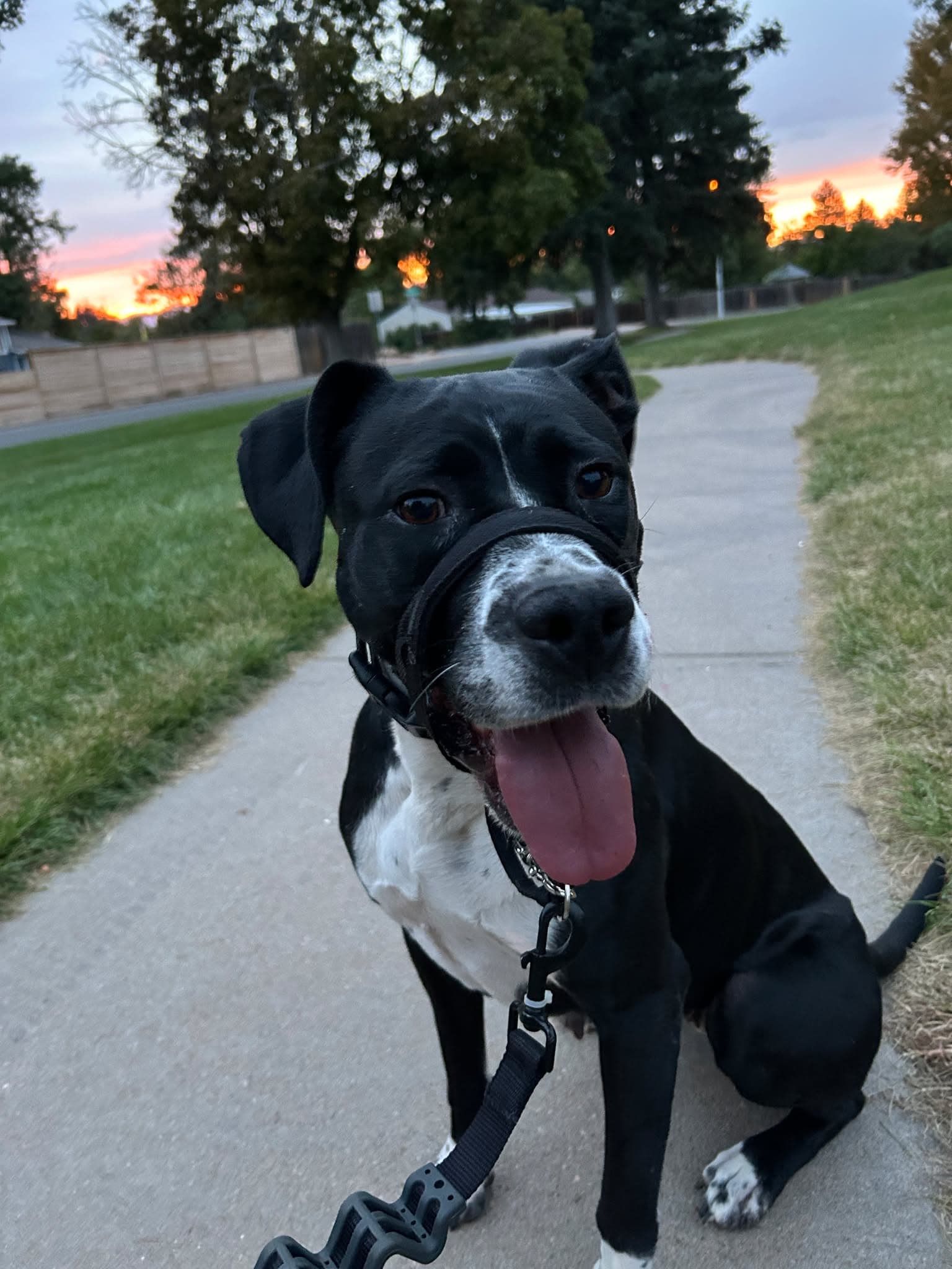 Dori Co - Boxer