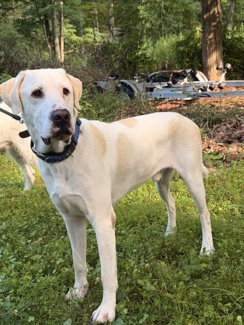 Biscuit - Labrador Retriever