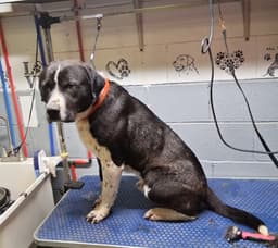 Hutch Mo image 4