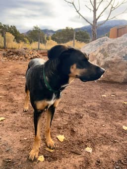 Zena image 1