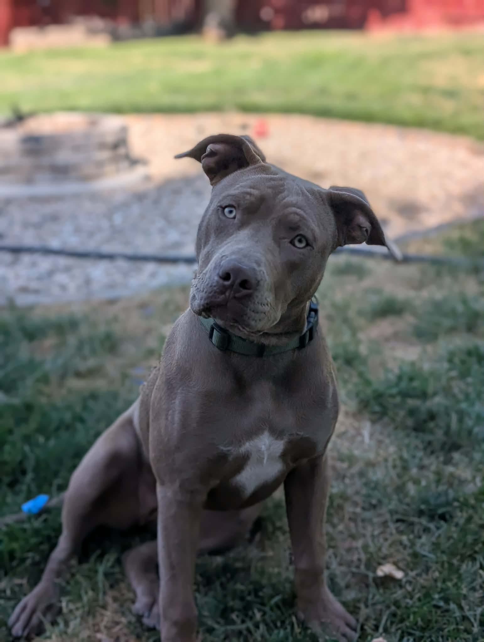 Coco - Pit Bull Terrier