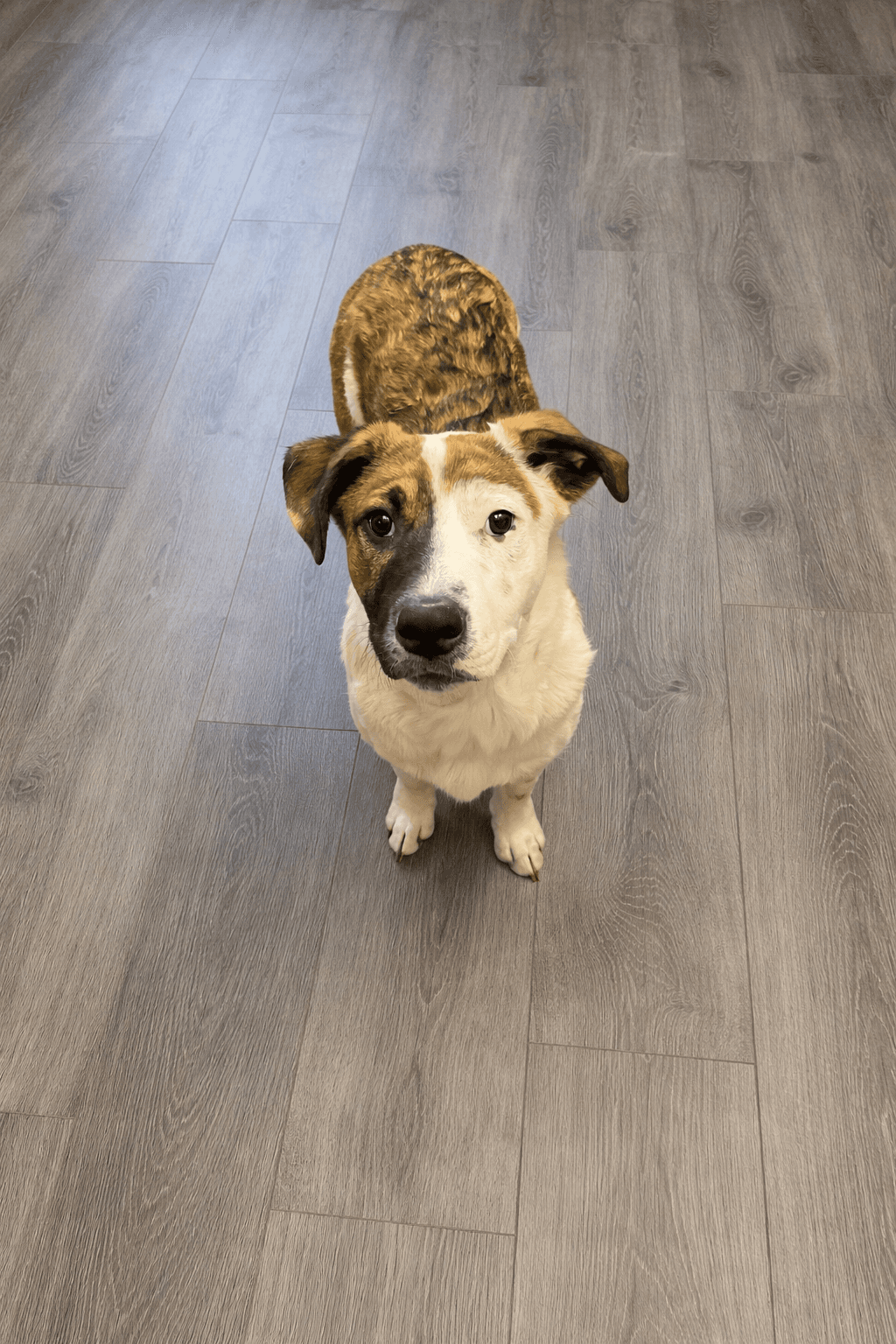 Big Hunk - Australian Cattle Dog/Blue Heeler