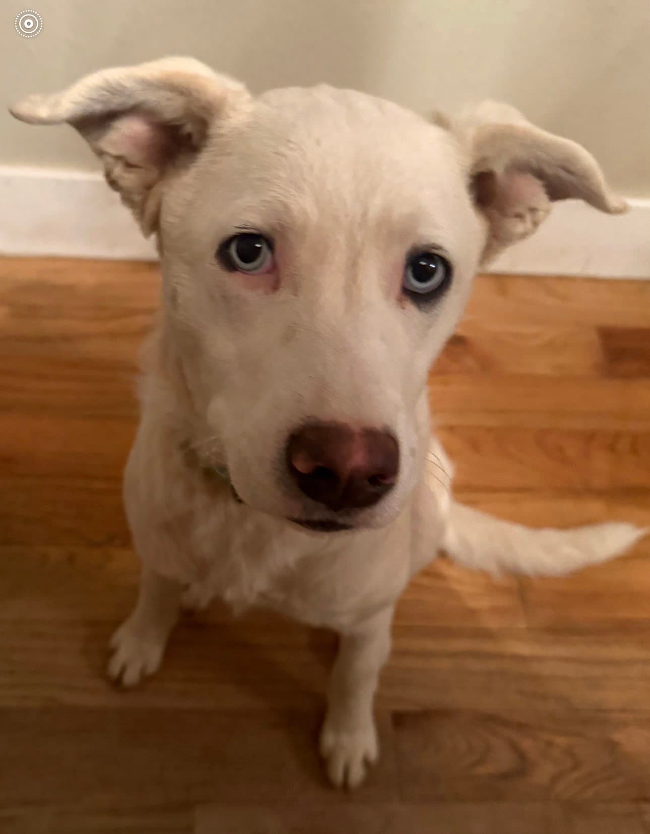 Willow - Husky