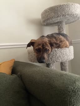 Marlee image 4
