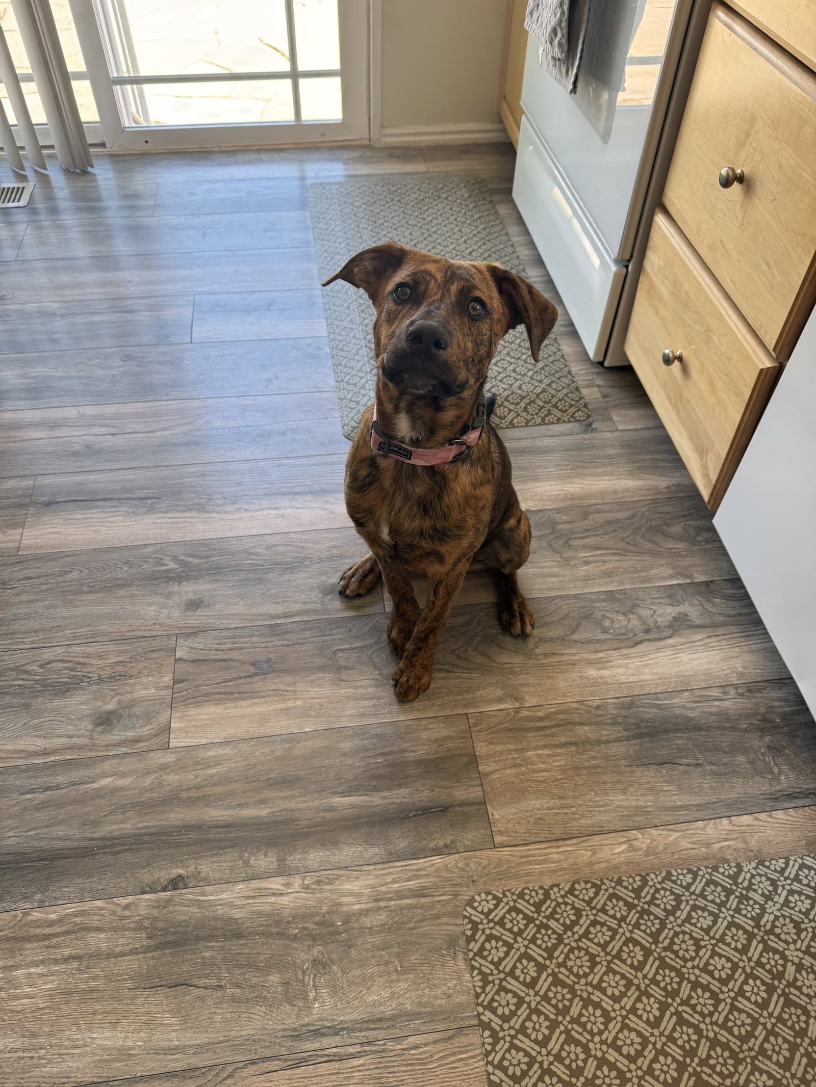 Marlee - American Pit Bull Terrier